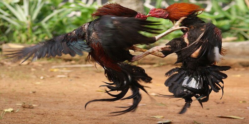 Sảnh game này mang đến nhiều mức cược cho tân thủ